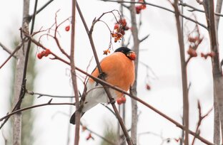 Птицы. Фотоохота. 