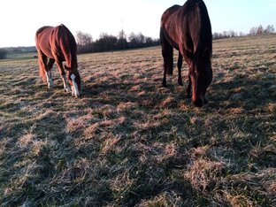 Выгул и выпас