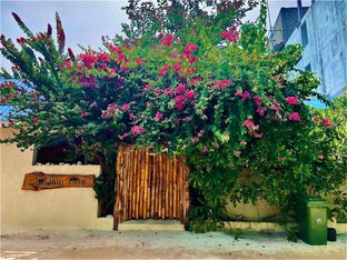 Мальдивы (локальные) с двумя детьми