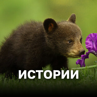 ИСТОРИИ