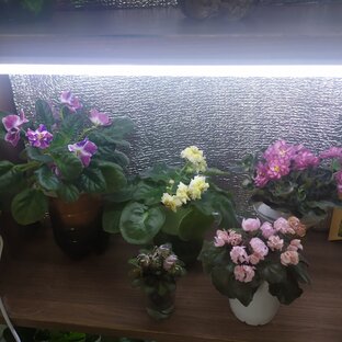 Коллекция фиалок
