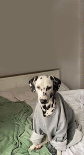 Приюты для животных🐶🐈