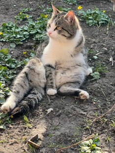 Приют "Девять жизней"