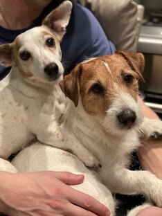 Мои любимые 🐶🐶