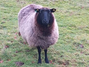 Муки поиска 