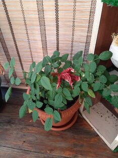 Мобильный огород