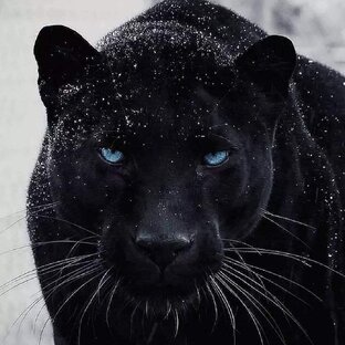 🐆