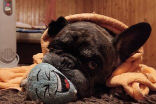 Уход за Бульдогом!