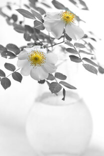 Хит в "молоко"