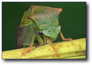 О вредителях и болезнях винограда