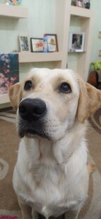 В мире животных 