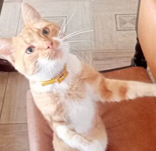 ПОЗИТИВЧИКИ ОТ ВОВЧИКА