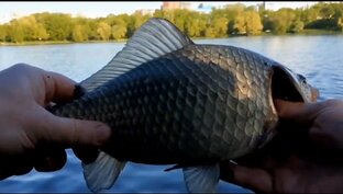 Короткие ролики о рыбалке.