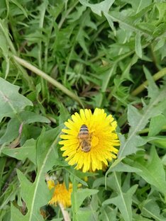 Все про пчёлок