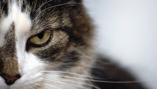 Рассказы о котиках