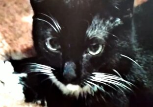 Мои коты