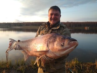 Толстолобик