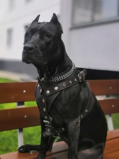 Пантера
