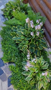 Что посадить в тени?