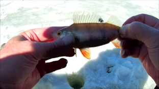 Зимняя рыбалка 2023 - 24 гг.