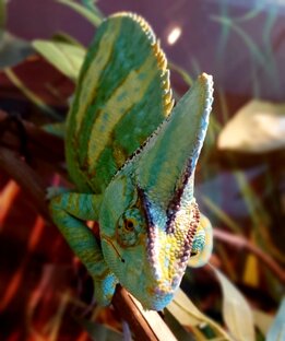Террариумистика 🦎
