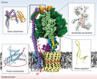 Эфиродинамика в Биологии