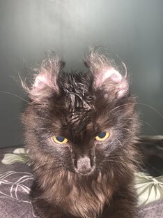 Нарочно не придумаешь: КОТЫ