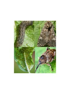 Вредители садовые 