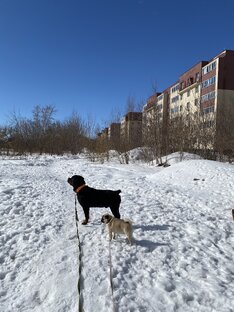 Мопс Тася и ротвейлер Зевс