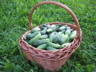 Посадки, грядки и т.д.