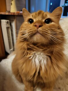 Кот по имени Малыш😸