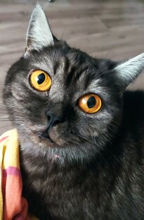 Правильное питание для котиков.