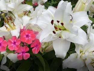 ЦВЕТНИК