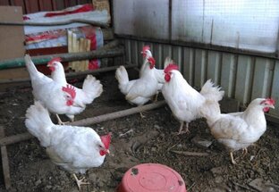 Птицы — Птицеводство