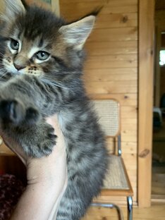 Котята мейн кун