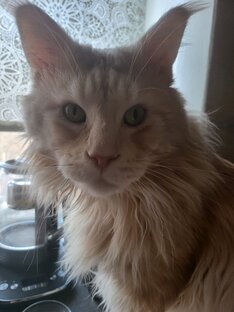 Котий, такой вот Котий. 