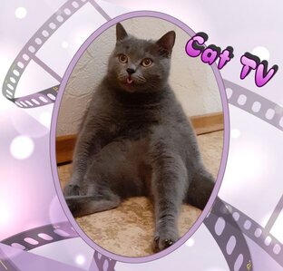 Cat TV