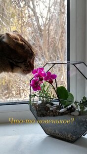 Виды флорариумов