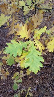 Потерянное счастье 