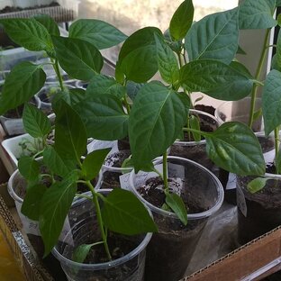 Семена. Рассада. 