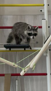 Енотик Долли