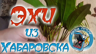 Эхинодорусы из Хабаровска
