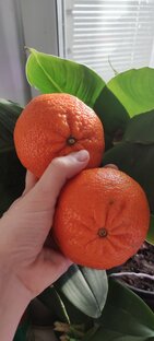 Выращиваю из косточки