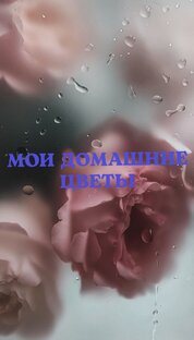 Домашние цветы 