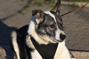 Собаки, нуждающиеся в социализации