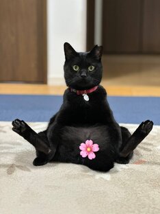 Все любят котиков