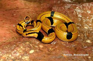 Colubridae 