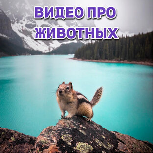 Вмдео про животных