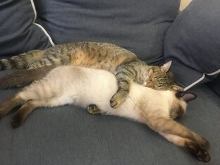 КОТЫ И МЫ🐈