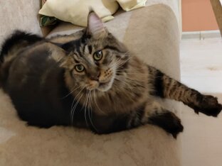 Котосчастье